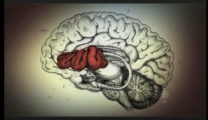 cervello e ayahuasca