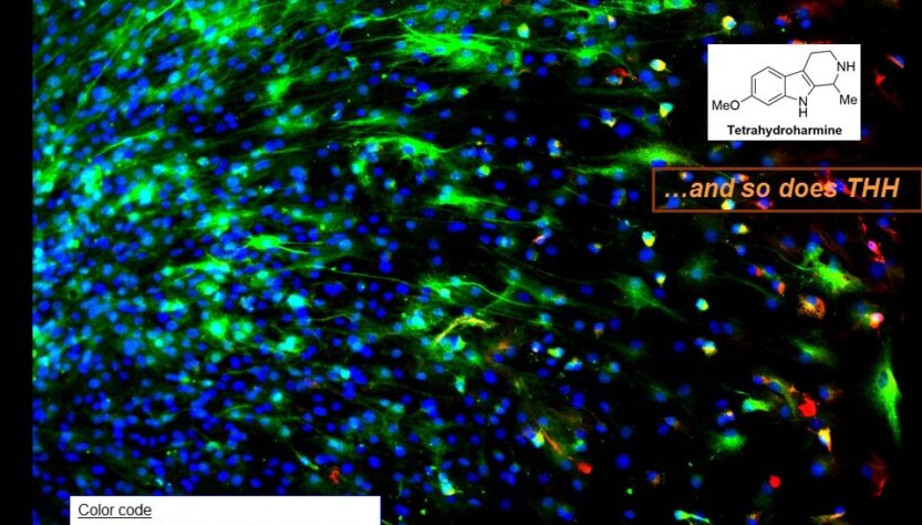 neurogenesi in vitro ayahuasca